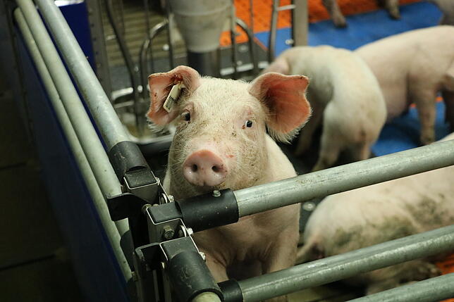Klon-Schweine auf dem Moorversuchsgut mit idealen Spenderherzen.