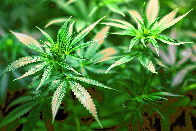 So sehen Cannabis-Pflanzen aus.