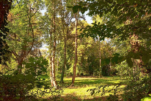 Im Büdingen-Park sollen Bäume gefällt werden für ein Luxushotel-Projekt. Aufnahme vom Herbst 2018