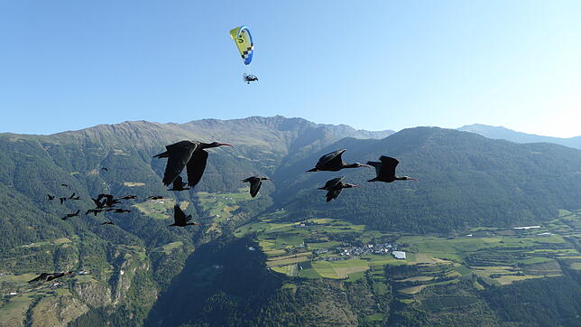 Begleitet vom Ultraleichtflugzeug ziehen die Waldrappe über das Alpenland.