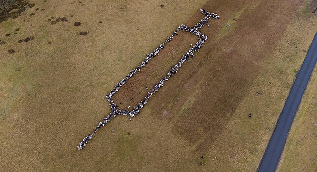 Coronavirus - Überdimensionale Spritze und Schafe Ungefähr 700 Schafe und Ziegen stehen auf einer Grasfläche und bilden die Form einer rund 100 Meter großen Spritze.