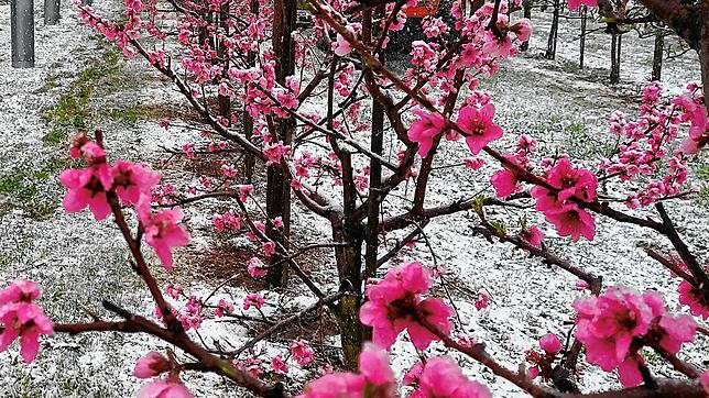 Den Pfirsichblüten auf dem Rührberg hat der Frost zugesetzt. Ob sie durchkommen, ist noch unklar.
