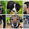 40 Notfallhunde wurden von den Tierschützern aufgenommen. Viele von ihnen sind freundlich und sozialverträglich und können daher schon ...