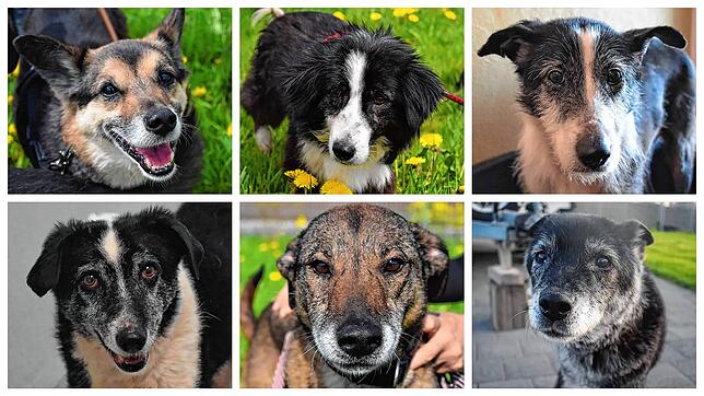 40 Notfallhunde wurden von den Tierschützern aufgenommen. Viele von ihnen sind freundlich und sozialverträglich und können daher schon ...
