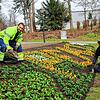 Jan Schmied (links) und Markus Steinmann (rechts) beim bepflanzen des ersten Beets im Stadtgarten.