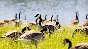 Kanada- und Nilgänse könnten für die Keimbelastung im Baggersee verantwortlich sein. (Symbolbild)
