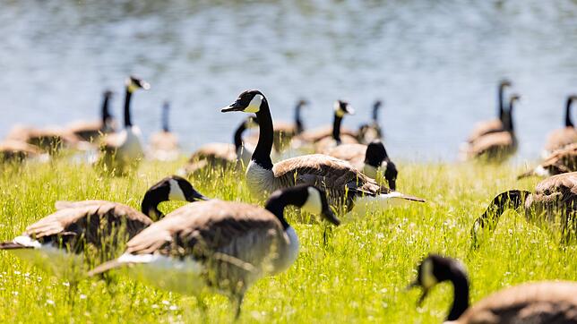 Kanada- und Nilgänse könnten für die Keimbelastung im Baggersee verantwortlich sein. (Symbolbild)