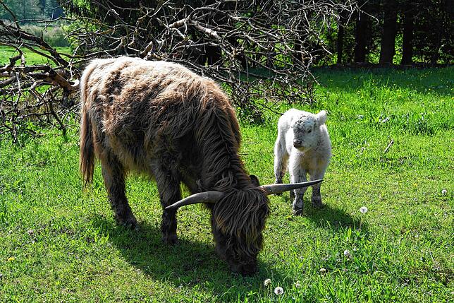 Mutter mit Kind auf der Weide: Seit Anfang Mai kommen in der Herde der Schottischen Hochlandrinder im Leimbacher-Hepbacher Ried die ...