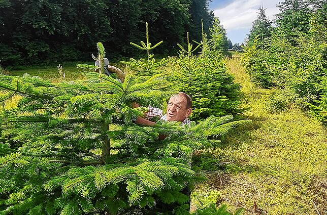 An diesem Baum wird sogar die Spitze bearbeitet, damit er gut ein oder zwei Jahre später als Christbaum dienen kann.