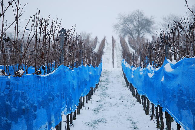 Zitterpartie Eiswein: Noch warten die mit Netzen eingepackten Rebstöcke auf anhaltende Fröste, erst dann ist eine Lese des Eisweines ...
