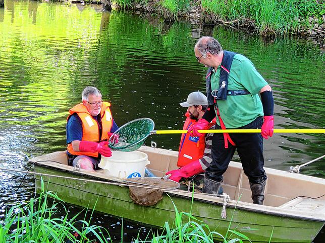 Bevor die Donau unter der Brücke auf fünf Meter eingeengt wurde, mussten die Fische, darunter viele geschützte Kleinfische, geborgen und ...