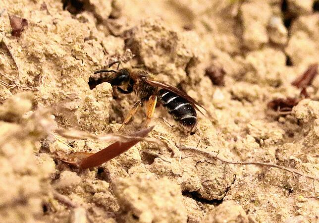 Eine Wildbiene im Sandarium inspiziert gerade eine Öffnung zu einer Niströhre.