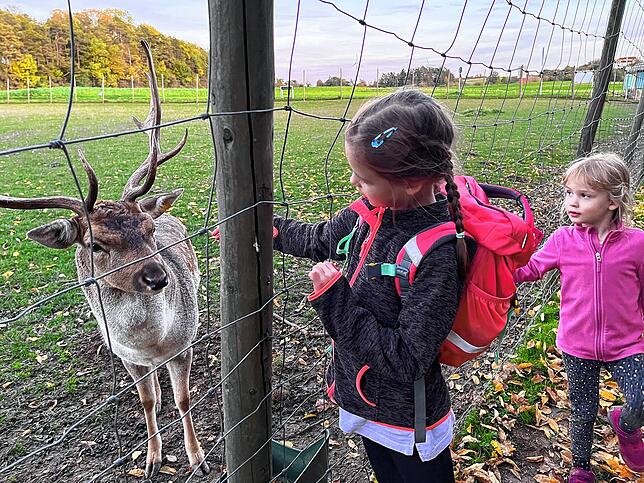 Im Wildgehege beim Erlebnisbauernhof werden die Besucher von zutraulichem Damwild begrüßt. Aufgenommen im März 2023.