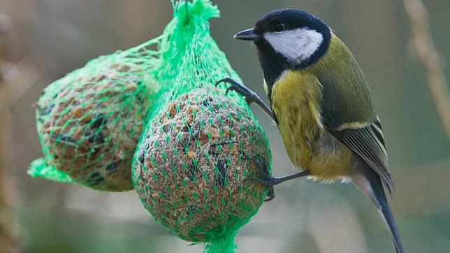 Eine Kohlmeise neben Meisenknödeln. Ohne menschliche Hilfe hat es auch diese Vogelart schwer