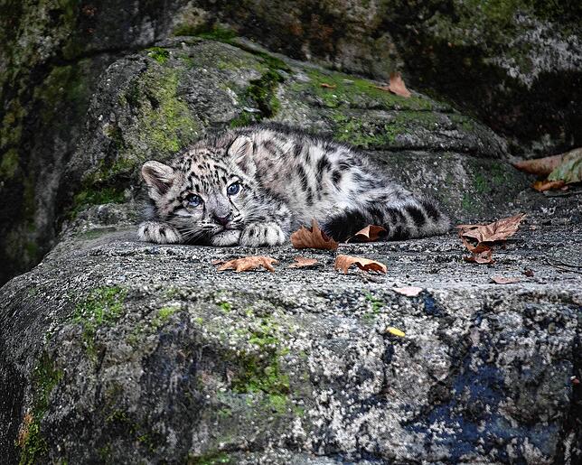 Eingerollt liegt das Schneeleoparden-Jungtier im Zoo Basel.