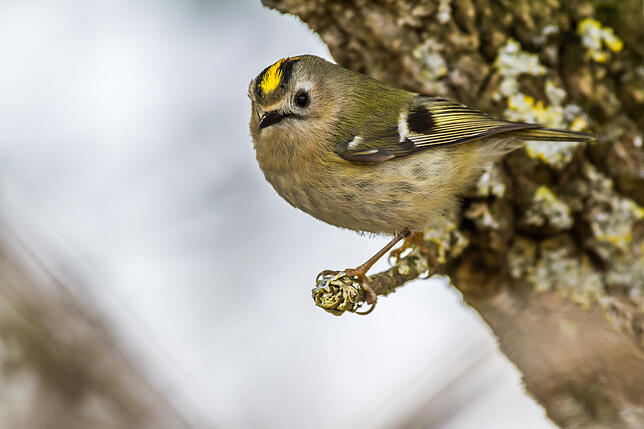 Ein Wintergoldhähnchen sitzt auf einem Ast. 2009 gab es laut Naturschutzbund bei den Wintergoldhähnchen 1,1 Millionen Brutpaare ...