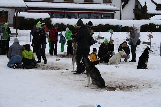 Bild 19: Das Internationale Schlittenhunderennen in Todtmoos 2019 in Bildern