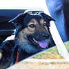 Der Hund sitzt im Auto, die Besitzer sind weit und breit nicht zu sehen. Doch wann darf man eingreifen?