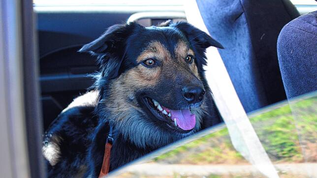 Der Hund sitzt im Auto, die Besitzer sind weit und breit nicht zu sehen. Doch wann darf man eingreifen?