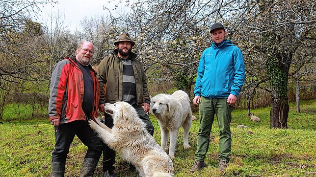 Bernhard Wünsche und Ingo Hinze (von links) lassen ihre Schafe oberhalb von Ludwigshafen weiden. Die Herdenschutzhunde Bella und ...