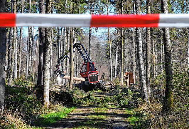 Bild 2: Wenn der Wald aufgeräumt wird: So laufen die Arbeiten im Gehau im Süden Markdorfs ab