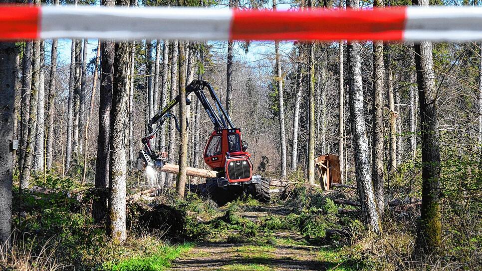 Bild : Wenn der Wald aufgeräumt wird: So laufen die Arbeiten im Gehau im Süden Markdorfs ab
