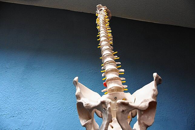 Die menschliche Wirbelsäule im Modell: Neurochirurgen arbeiten häufig an diesem Skelettteil.