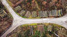 (Archivbild) Gefällte Bäume liegen inmitten des Lorettowalds zu beiden Seiten des Weges.