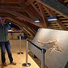 Die Ichthyosaurierin, die Wolfram Jänisch hier zeigt, birgt ein Geheimnis: Sie war trächtig. Der Nachwuchs ist im Fossil sichtbar.