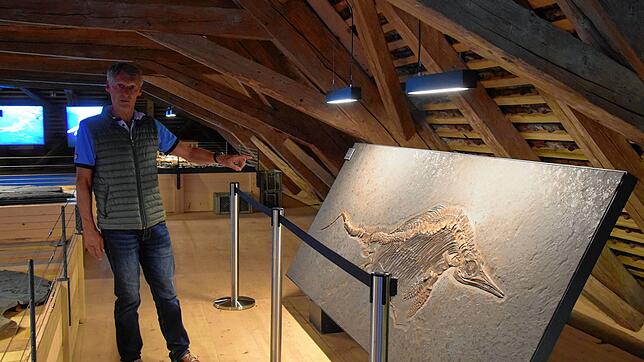 Die Ichthyosaurierin, die Wolfram Jänisch hier zeigt, birgt ein Geheimnis: Sie war trächtig. Der Nachwuchs ist im Fossil sichtbar.