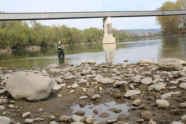Der Pegelstand des Rheins hat auch Auswirkungen auf das Leben im, am und um den Fluss. Die Fischer, wie hier im Bild Sven Adomeit vom ...