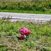 Ein Blumenstrauß und ein Foto erinnern an die Autofahrerin, die kurz vor Engelswies bei einem furchtbaren Unfall ihr Leben ließ.