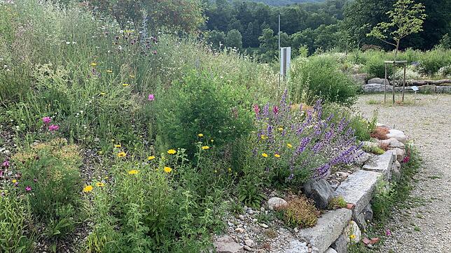 Eine wahre Wildblüten-Pracht präsentiert sich derzeit auf dem Novartis-Park am südlichen Ende des Werksgeländes. Bild: Justus Obermeyer