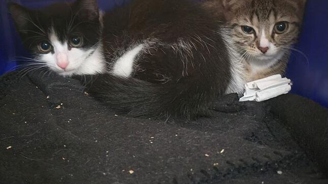 Die Katzenbabys kamen in gute Hände.