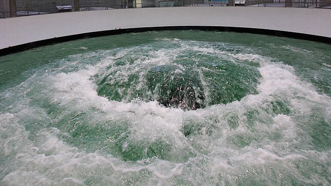 Die Gemeinde Sipplingen speist derzeit nur Wasser der Bodensee-Wasserversorgung – hier der Quelltopf auf dem Sipplinger Berg – in das ...