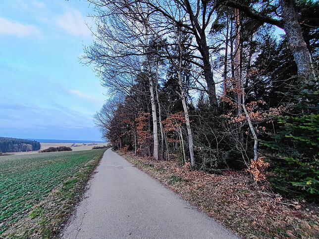 Was für ein Idyll am südlichen Laible-Wald: Unter den mächtigen Ästen uralter Eichen gehen aber womöglich Diebe um.