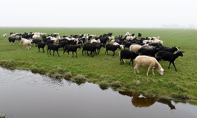 Welche tierischen Produkte das Bio-Siegel tragen dürfen, ist genau geregelt.