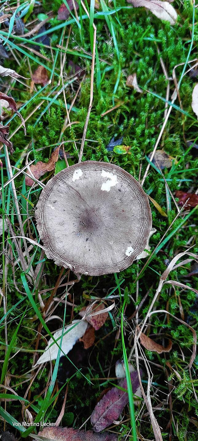 Ein Pilz auf dem Zauberwaldpfad in Bernau.