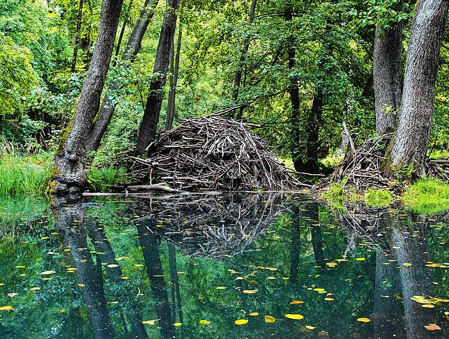 Eine große Biberburg spiegelt sich im Wasser eines kleinen Sees.
