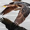 Ein Kormoran fliegt über den Bodensee und spiegelt sich in der Wasseroberfläche.