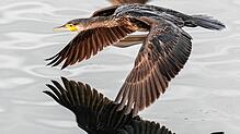Ein Kormoran fliegt über den Bodensee und spiegelt sich in der Wasseroberfläche.