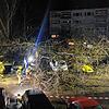 Ohne ersichtlichen Grund ist am Samstagabend, 25. Januar 2025, in der Brandesstraße ein 20 Meter hoher Baum umgestürzt.