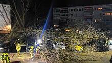Ohne ersichtlichen Grund ist am Samstagabend, 25. Januar 2025, in der Brandesstraße ein 20 Meter hoher Baum umgestürzt.