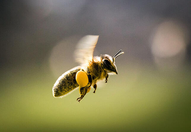 Eine mit Pollen beladene Biene fliegt zurück in ihren Bienenstock. Die Tiere benötigen Blüten, um zu überleben.