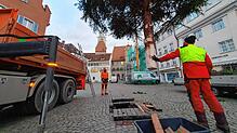 Mitarbeiter der Überlinger Stadtverwaltung stellen auf der Hofstatt einen Weihnachtsbaum auf.