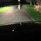 Der vermutliche Wolf läuft nun ortsauswärts.