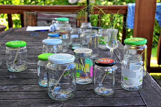 Auf diesem Gartentisch stehen ein Dutzend ehemalige Gurkengläser. Dort fressen die Raupen der zukünftigen Schmetterlinge. Der Glasdeckel ...