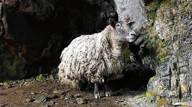 Fiona, bevor sie gerettet und geschoren wurde.