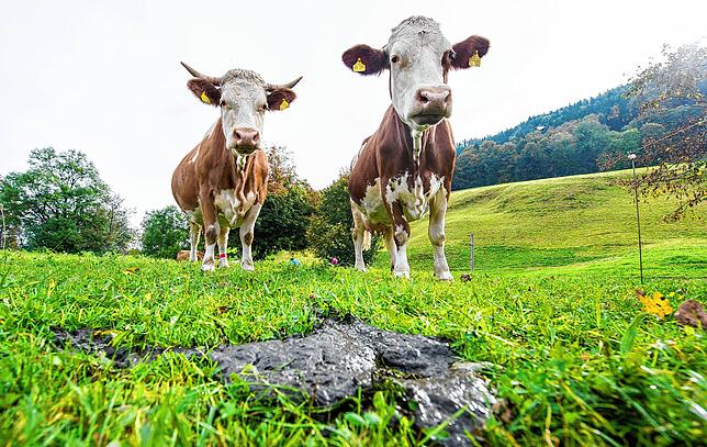 Beim Verdauen produzieren Rinder Methan. Das Gas ist um ein vielfaches klimaschädlicher als CO2.