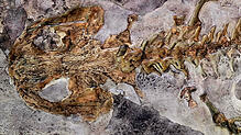 Das Fossil eines bei Öhningen gefundenen Riesensalamanders beschäftigt Geologen seit rund 300 Jahren.